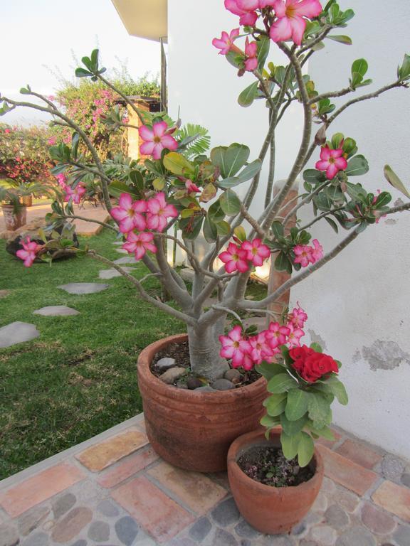 La Colorada Zacualpan Ngoại thất bức ảnh